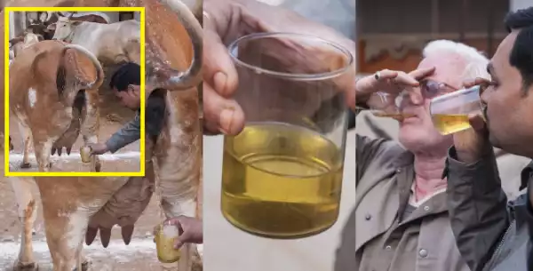 Photos: According To This Hindu Group Drinking A Warm Cup Of A Virgin Cow Urine Before Sunrise Can Cure Cancer